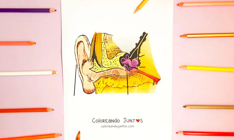Ear drawing colored by Coloring Together