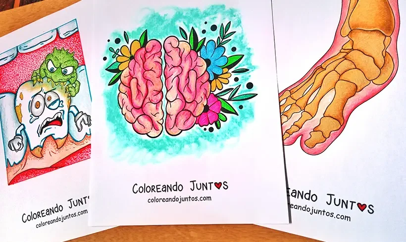 Human body drawings colored by Coloring Together