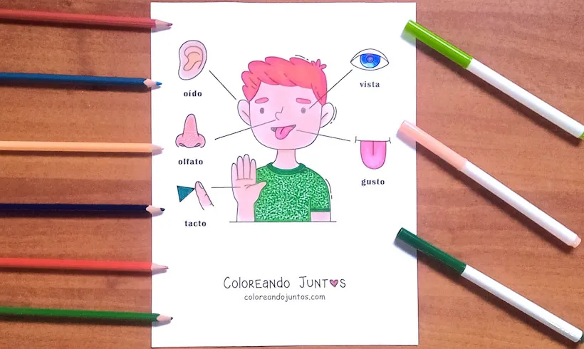 Drawing of the 5 senses for kids colored by Coloring Together