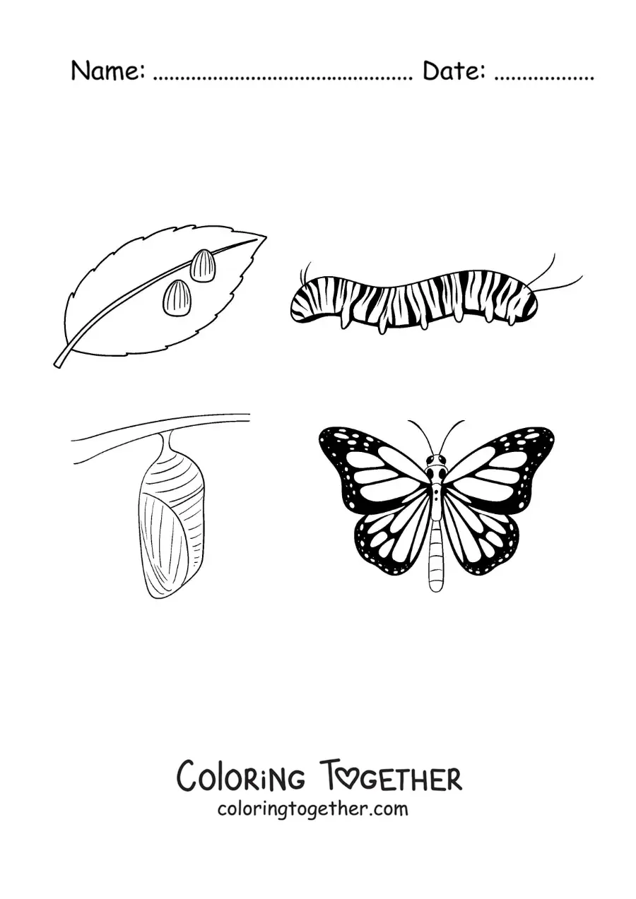 Coloring page of the life cycle of the butterfly
