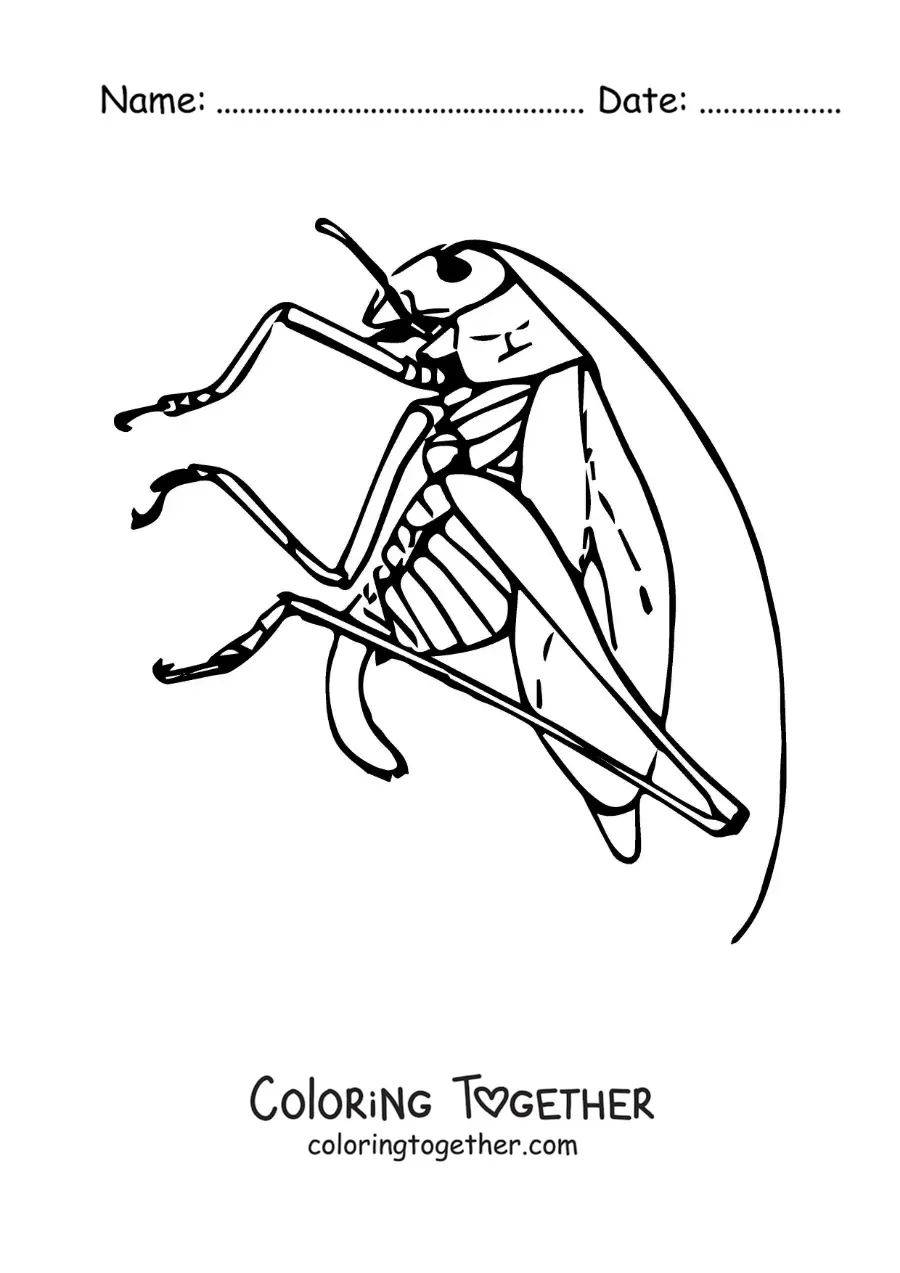 Coloring page of a realistic grasshopper