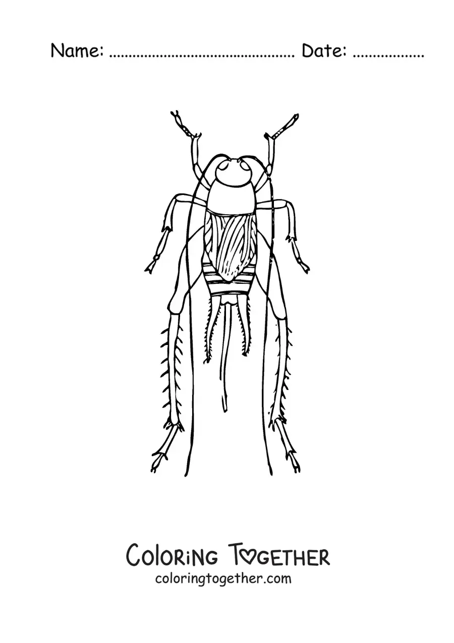 Coloring page of a cricket