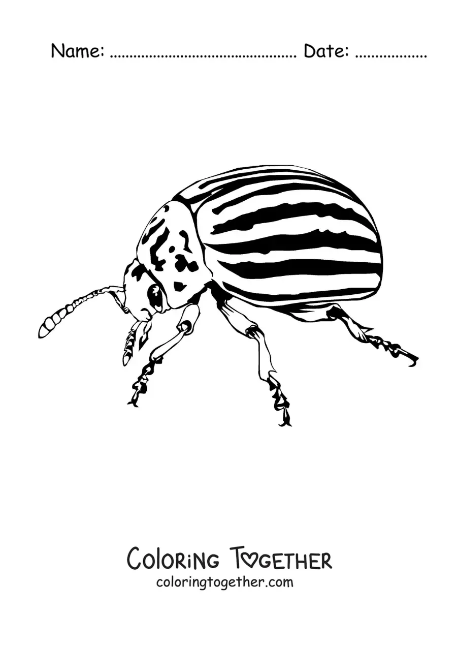 Coloring page of a realistic potato beetle