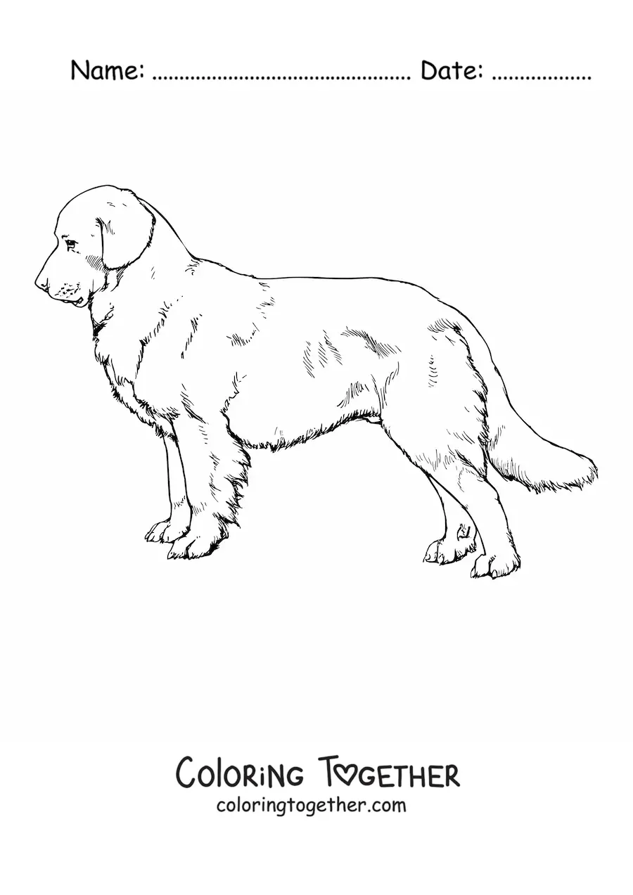 Coloring page of a realistic golden retriever