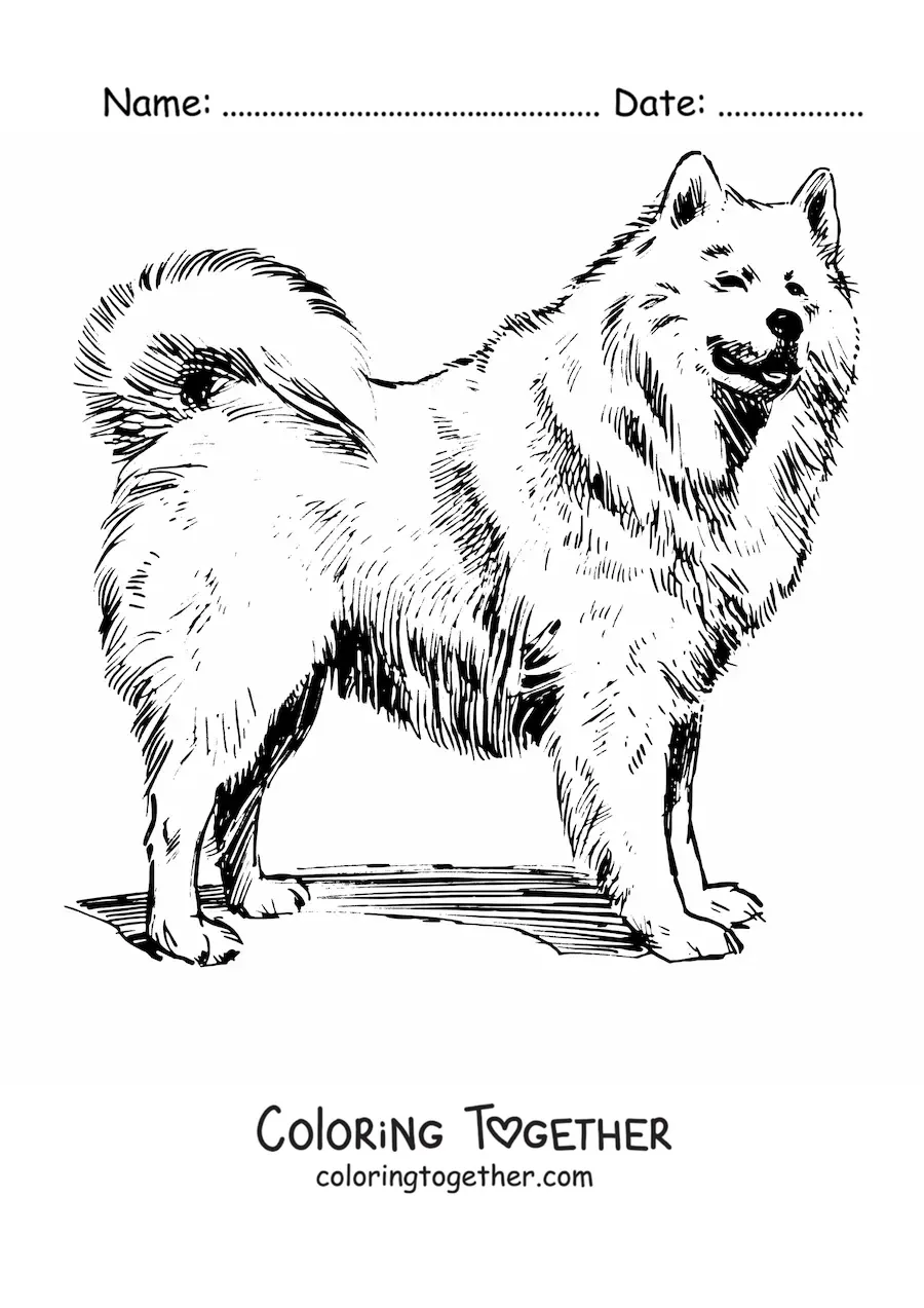 Coloring page of a realistic samoyed