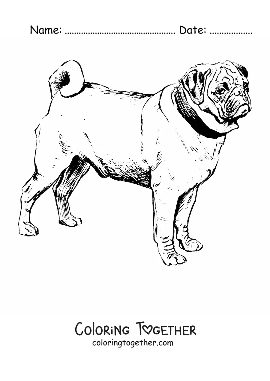 Coloring page of a realistic pug