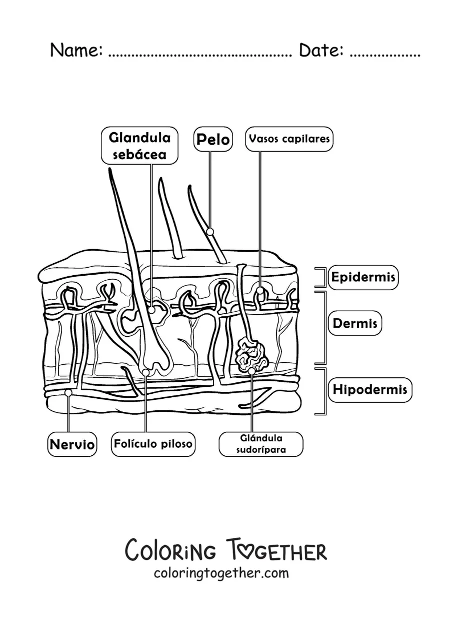 Coloring page of the parts of the skin as the organ of the sense of touch