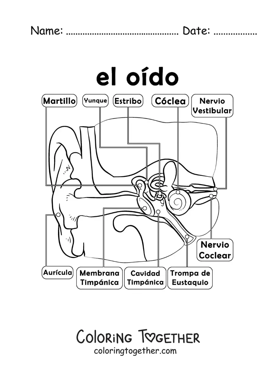 Coloring page of the parts of the hearing organ