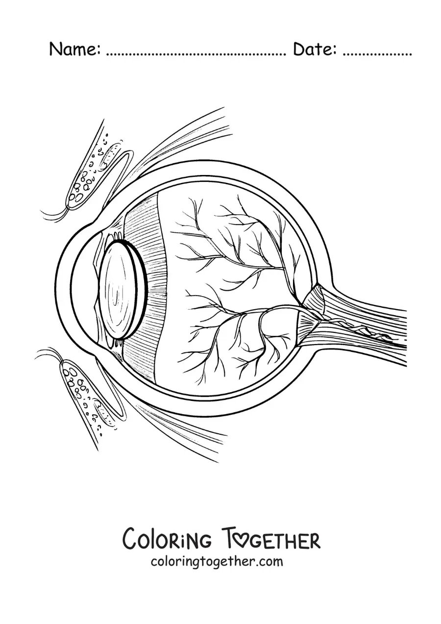 Coloring page of the parts of the human eye