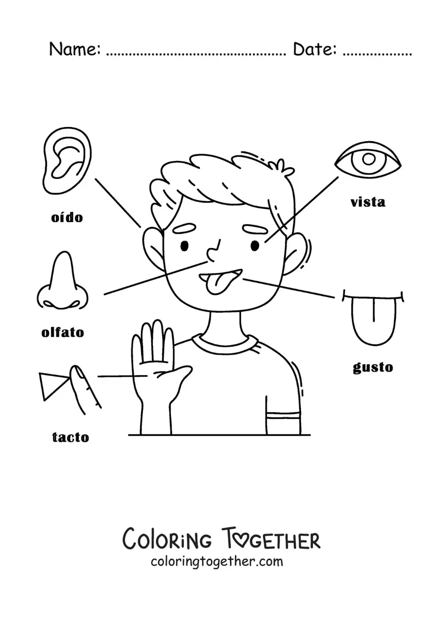 Coloring page of the 5 senses in the human body for kids