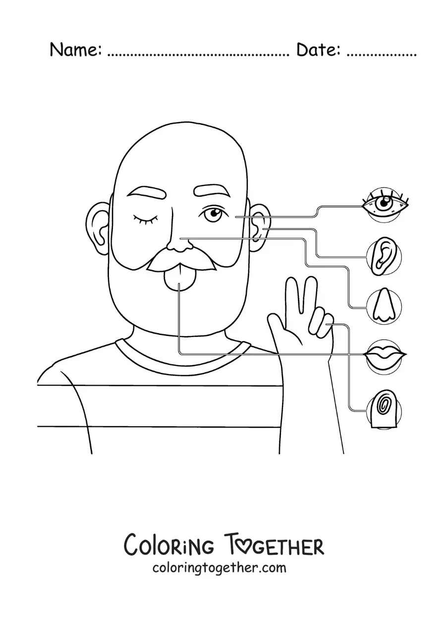 Coloring page of the organs of the 5 senses in the body