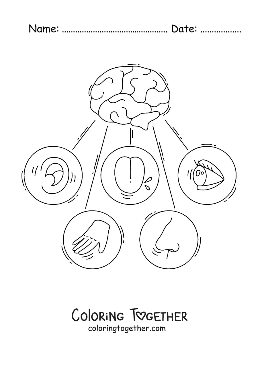 Coloring page of the five senses and the human brain