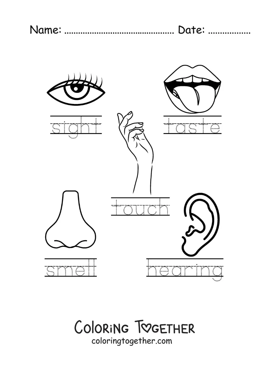 Coloring page of an educational activity about the five senses in English
