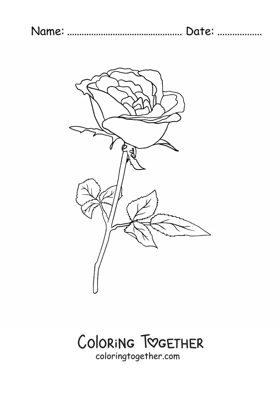 Coloring page of a rose with leaves