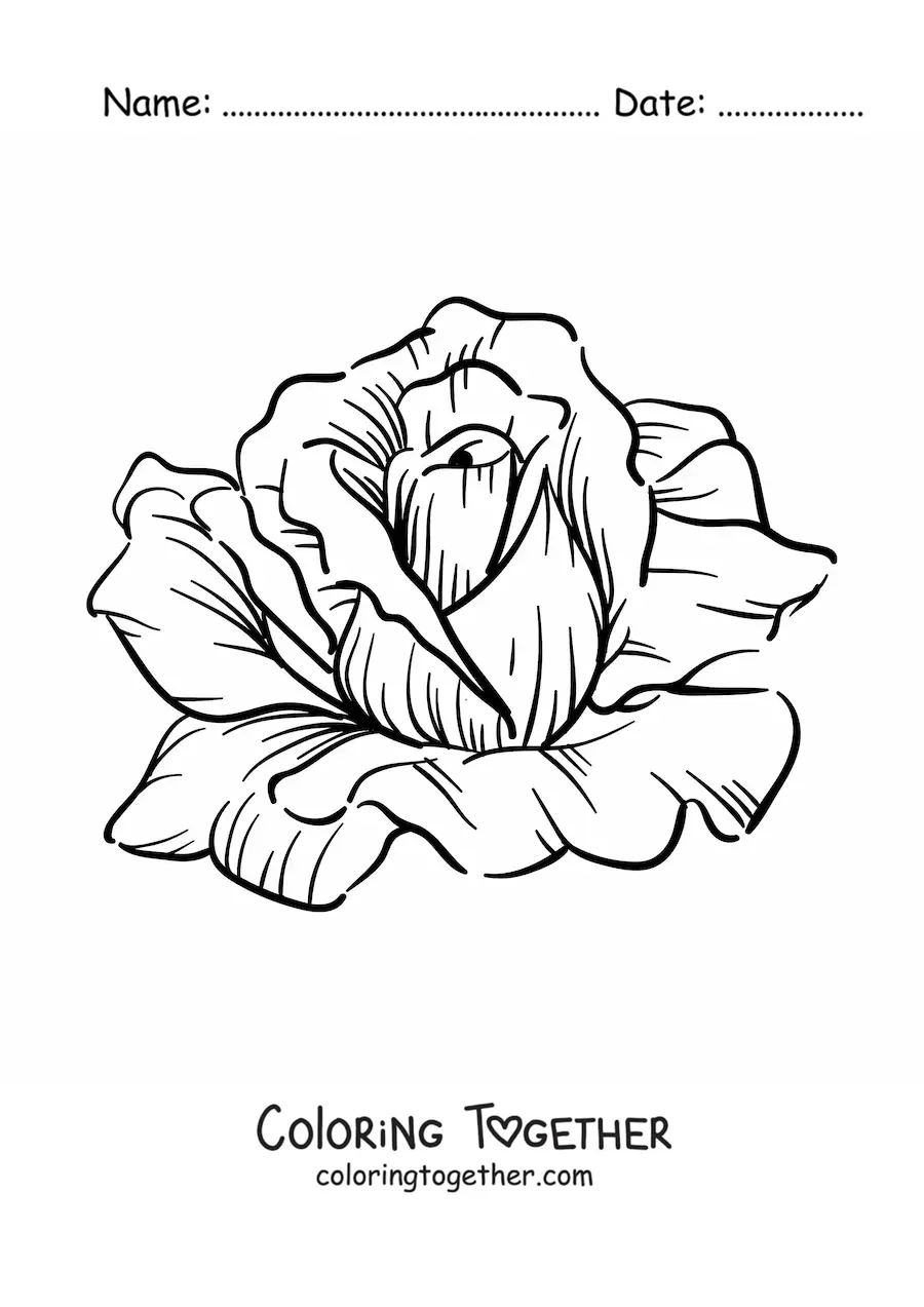 Coloring page of a large realistic rose