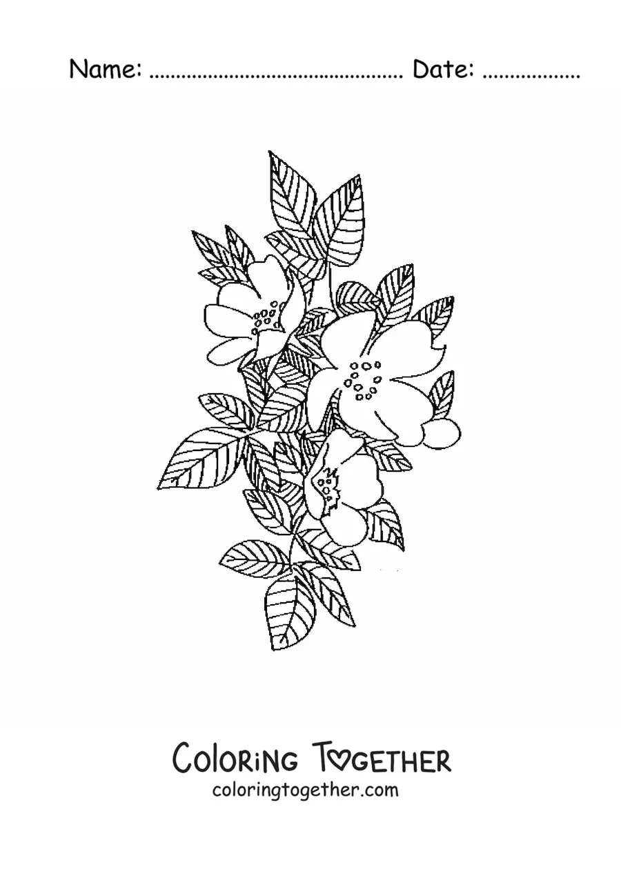 Coloring page of a wild rose