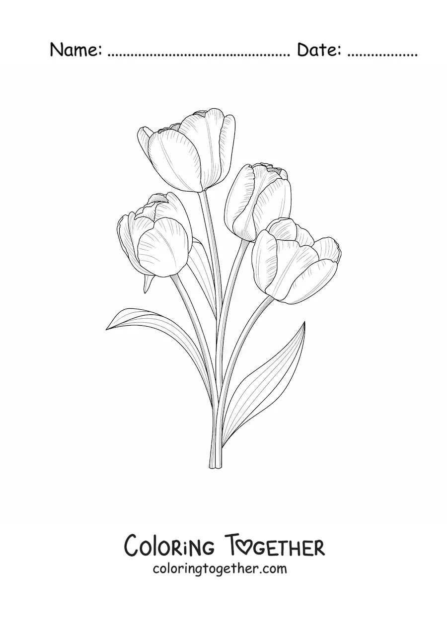Coloring page of four realistic tulips