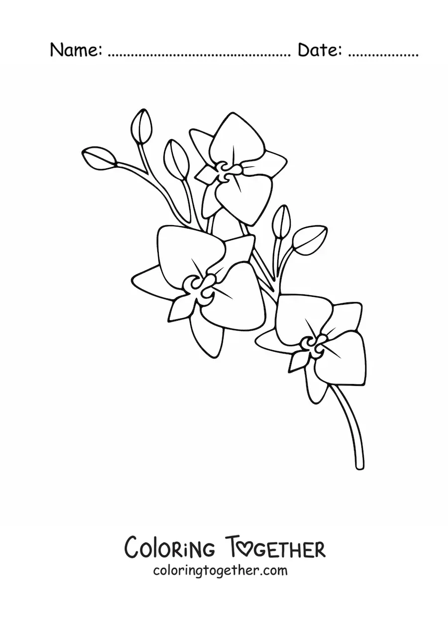 Coloring page of a branch of phalaenopsis orchids