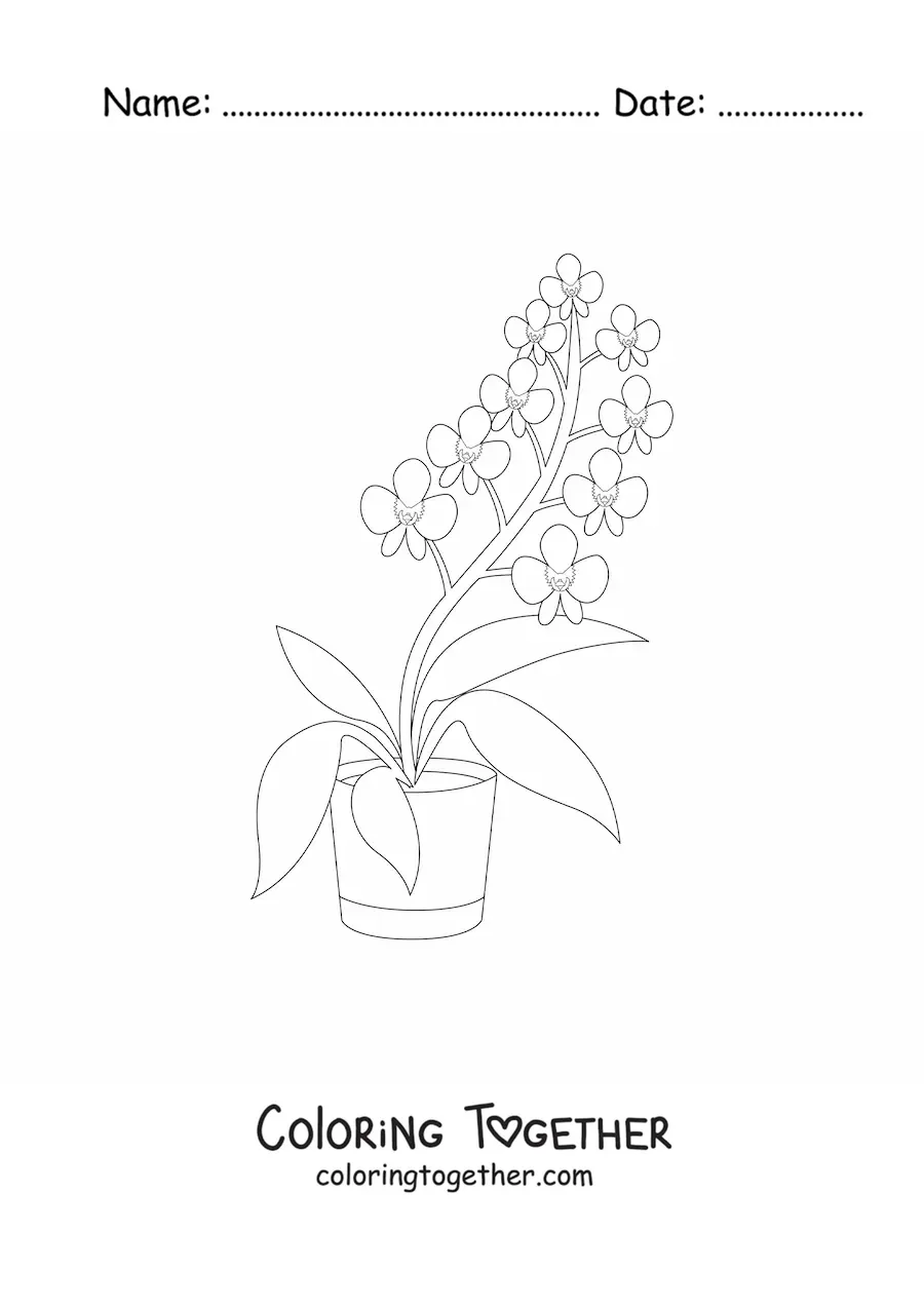 Coloring page of a flowerpot with phalaenopsis orchids
