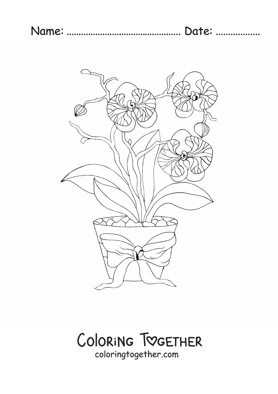 Coloring page of three phalaenopsis orchids in a flowerpot