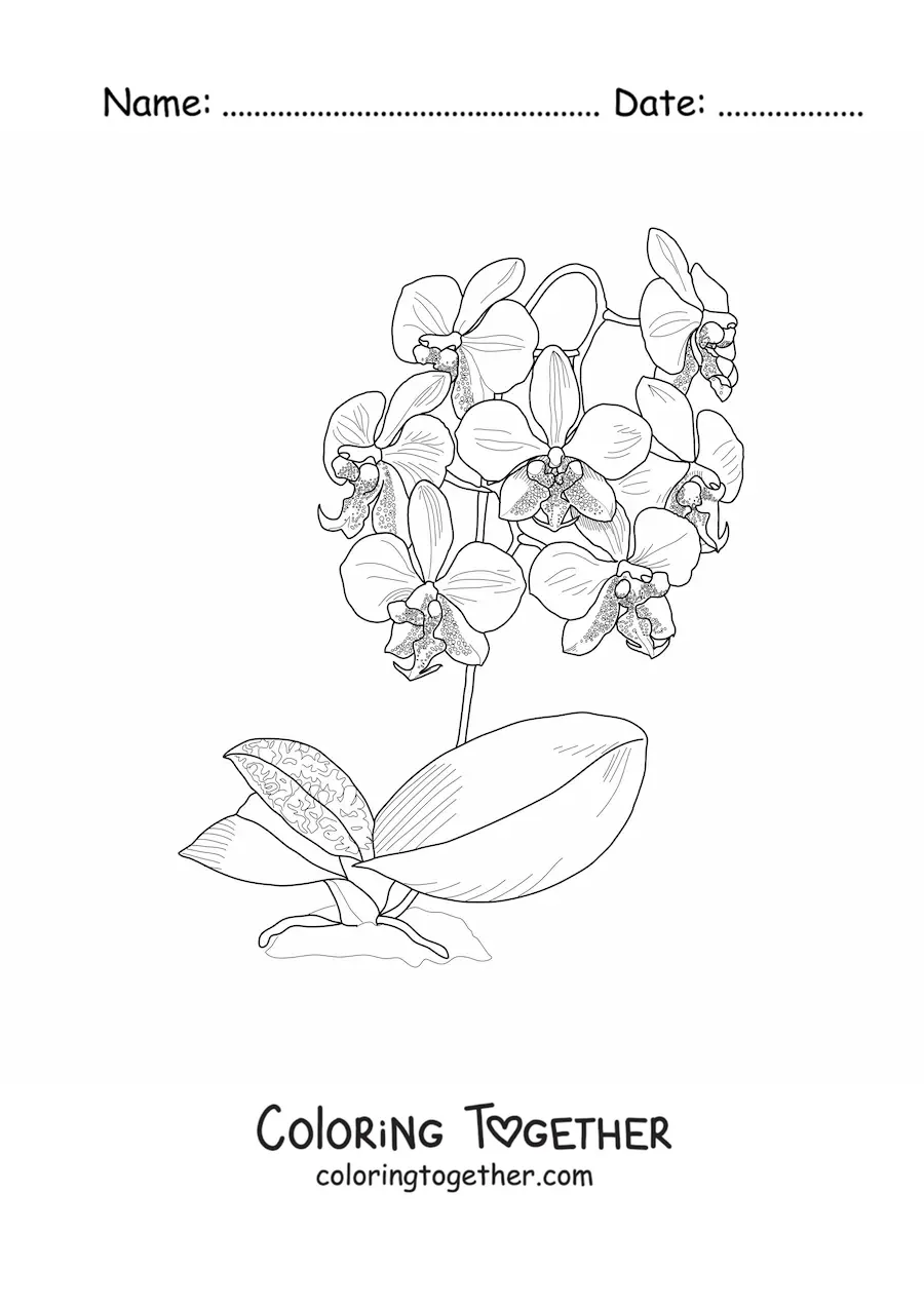 Coloring page of several phalaenopsis orchids with leaves
