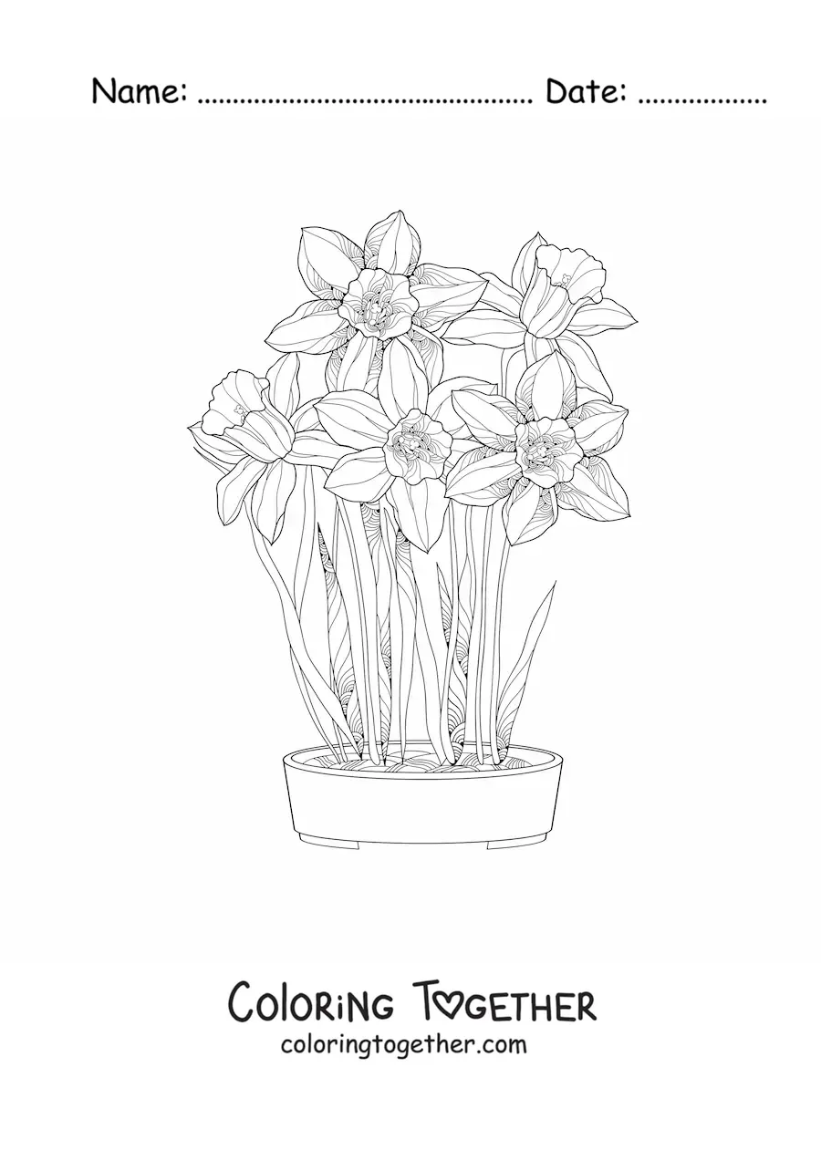 Coloring page of several cattleya orchids in a flowerpot