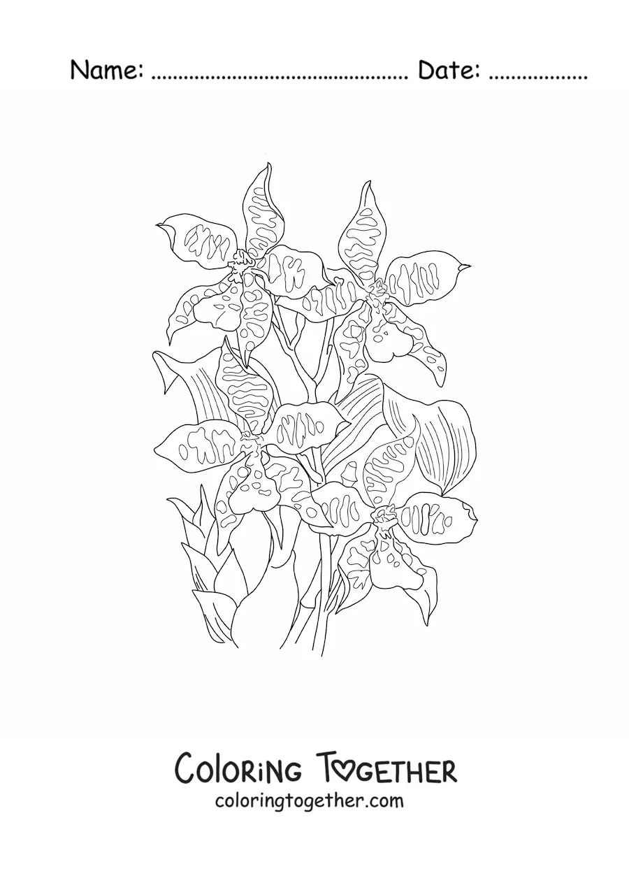 Coloring page of cambria orchids