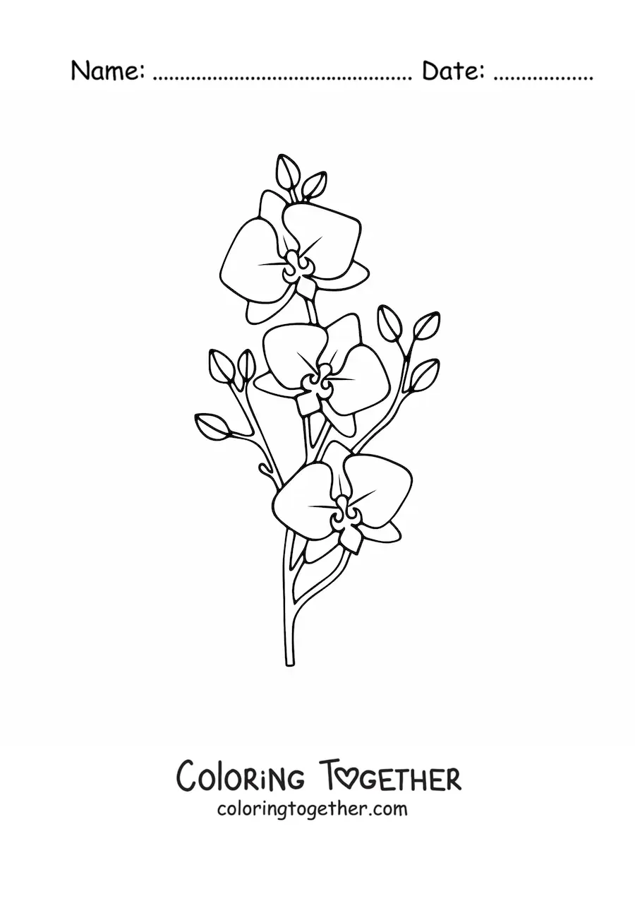 Coloring page of a branch of three phalaenopsis orchids