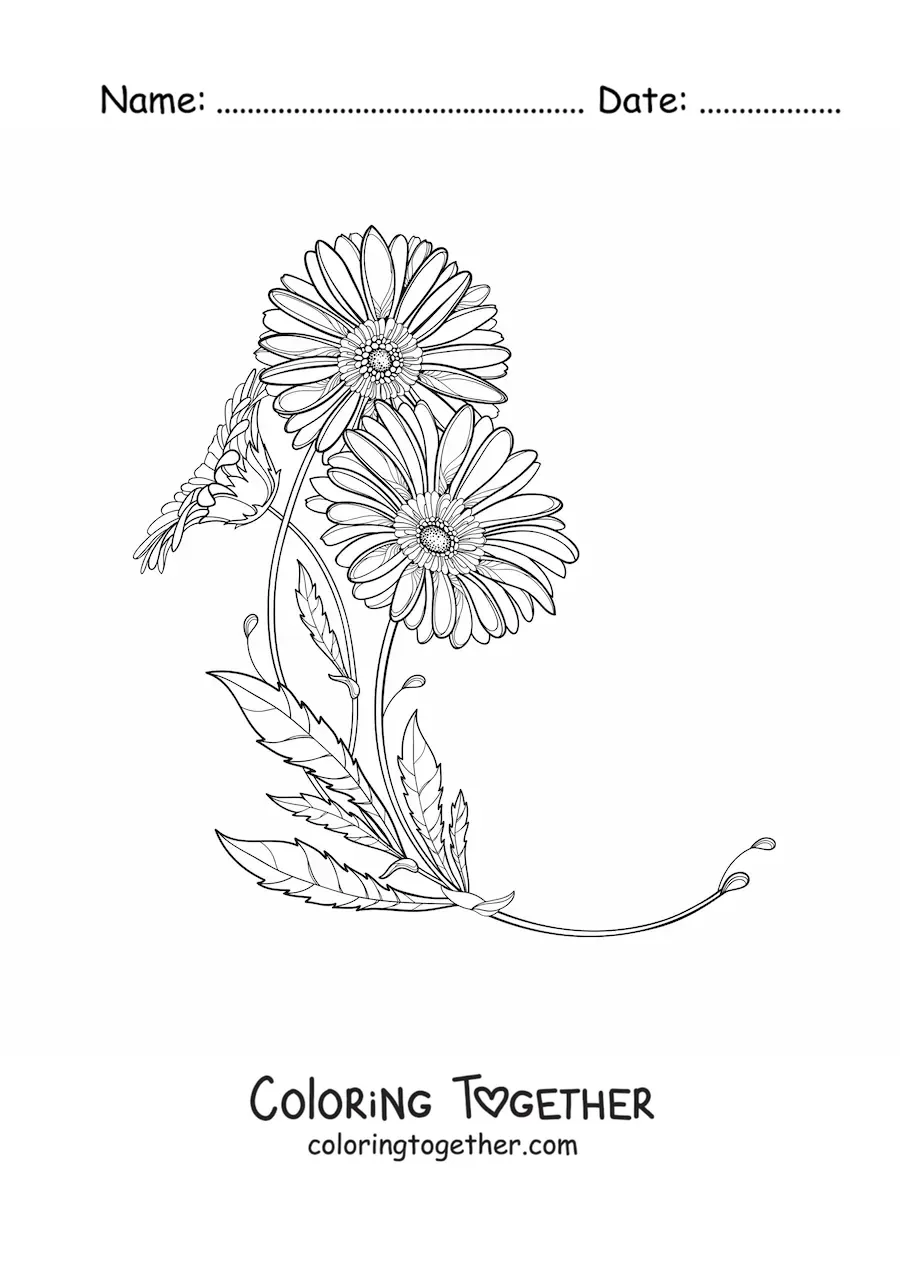Coloring page of two daisies with leaves