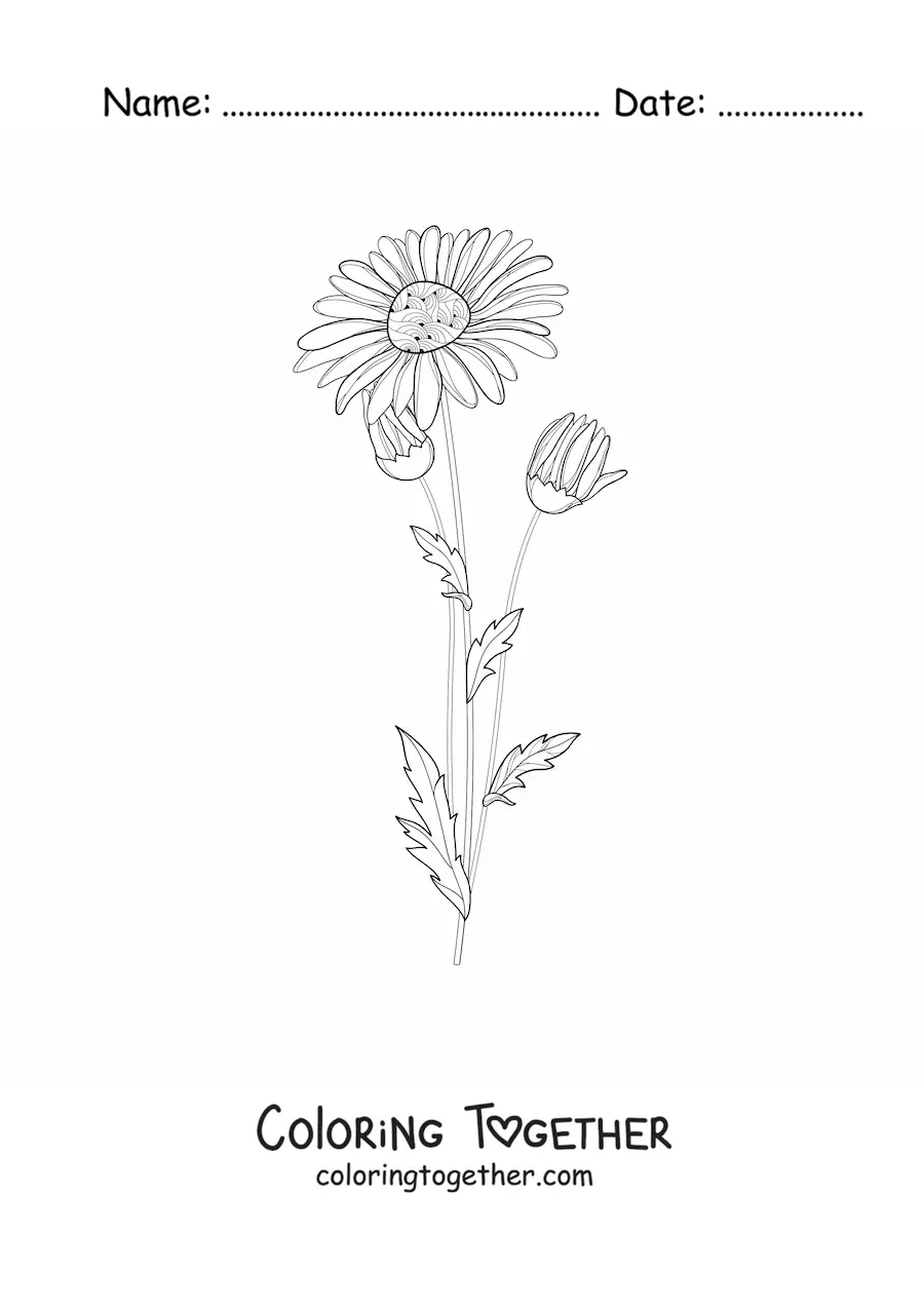 Coloring page of a daisy and its buds
