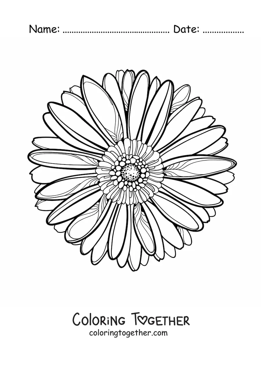 Coloring page of a large realistic daisy seen from the front