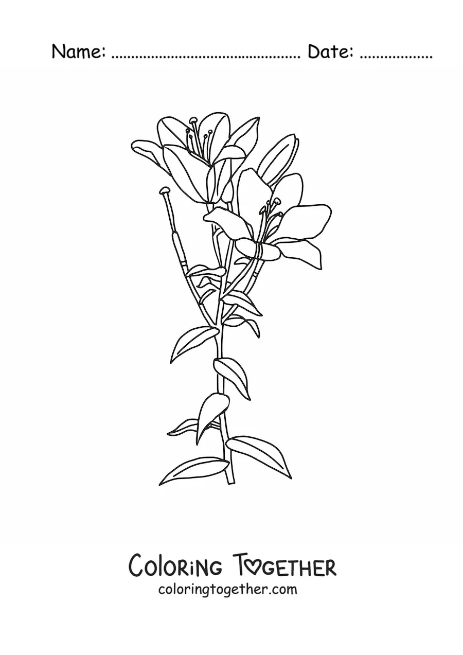 Coloring page of two lilies with leaves