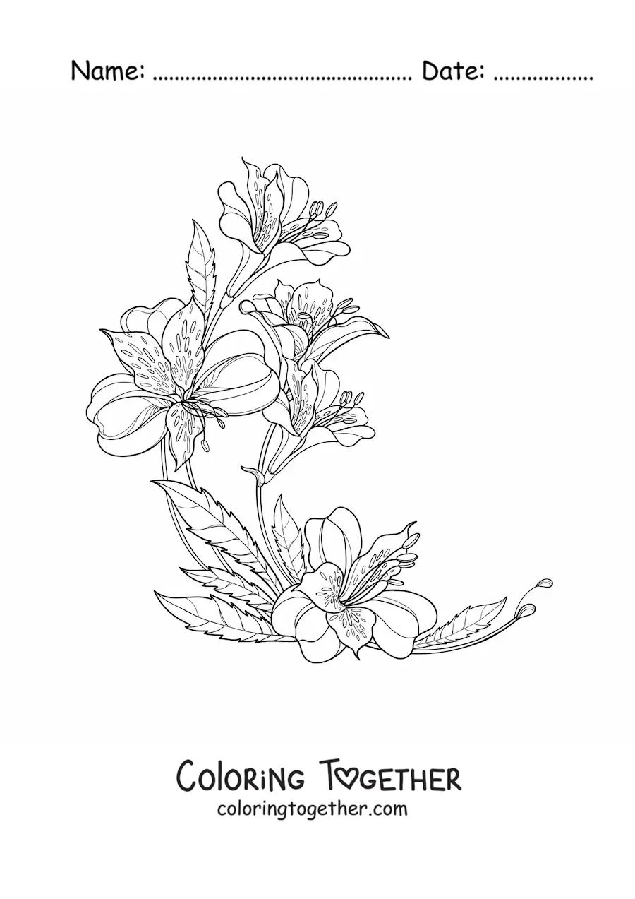 Coloring page of five beautiful realistic lilies with leaves