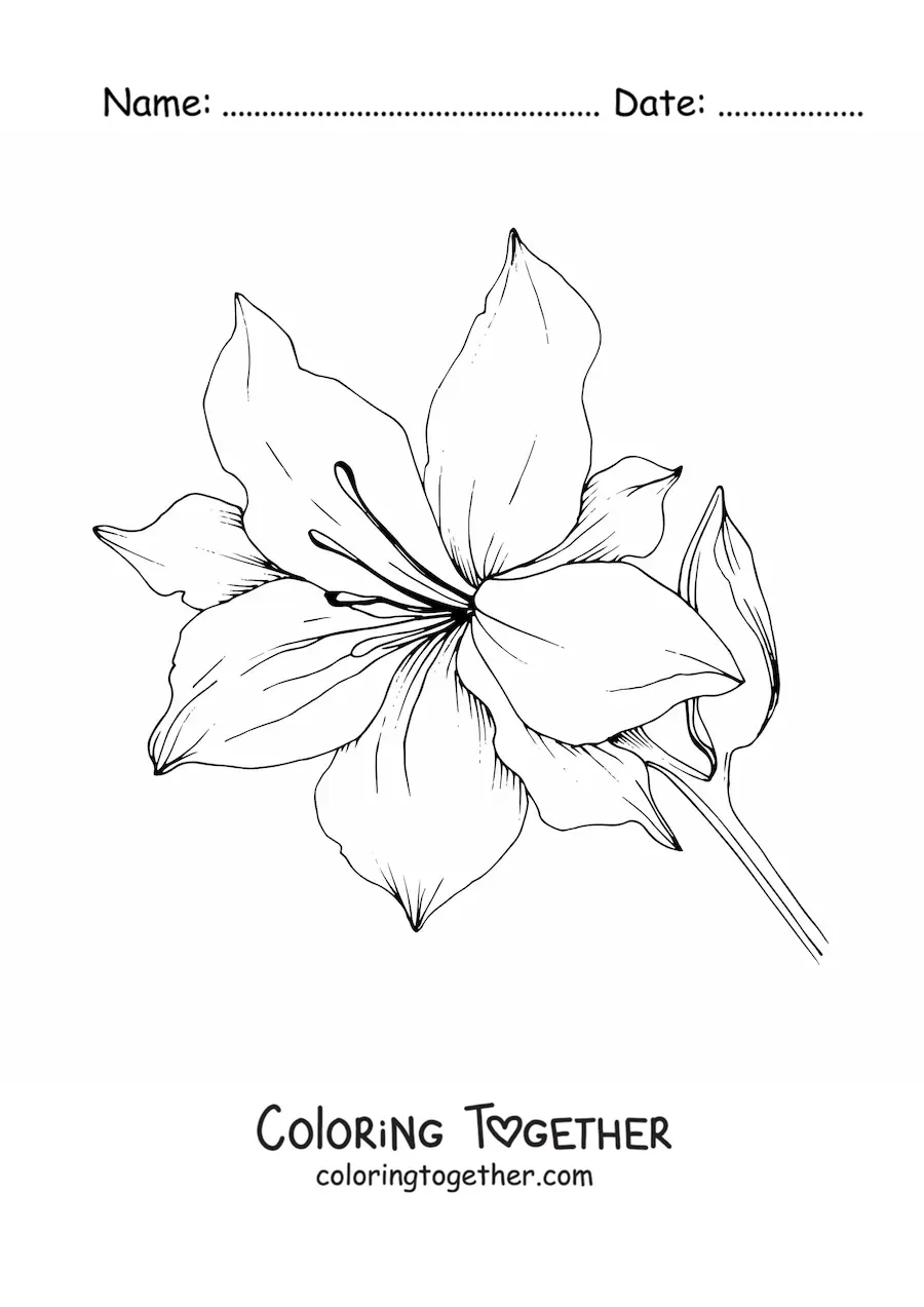 Coloring page of a large lily with leaves