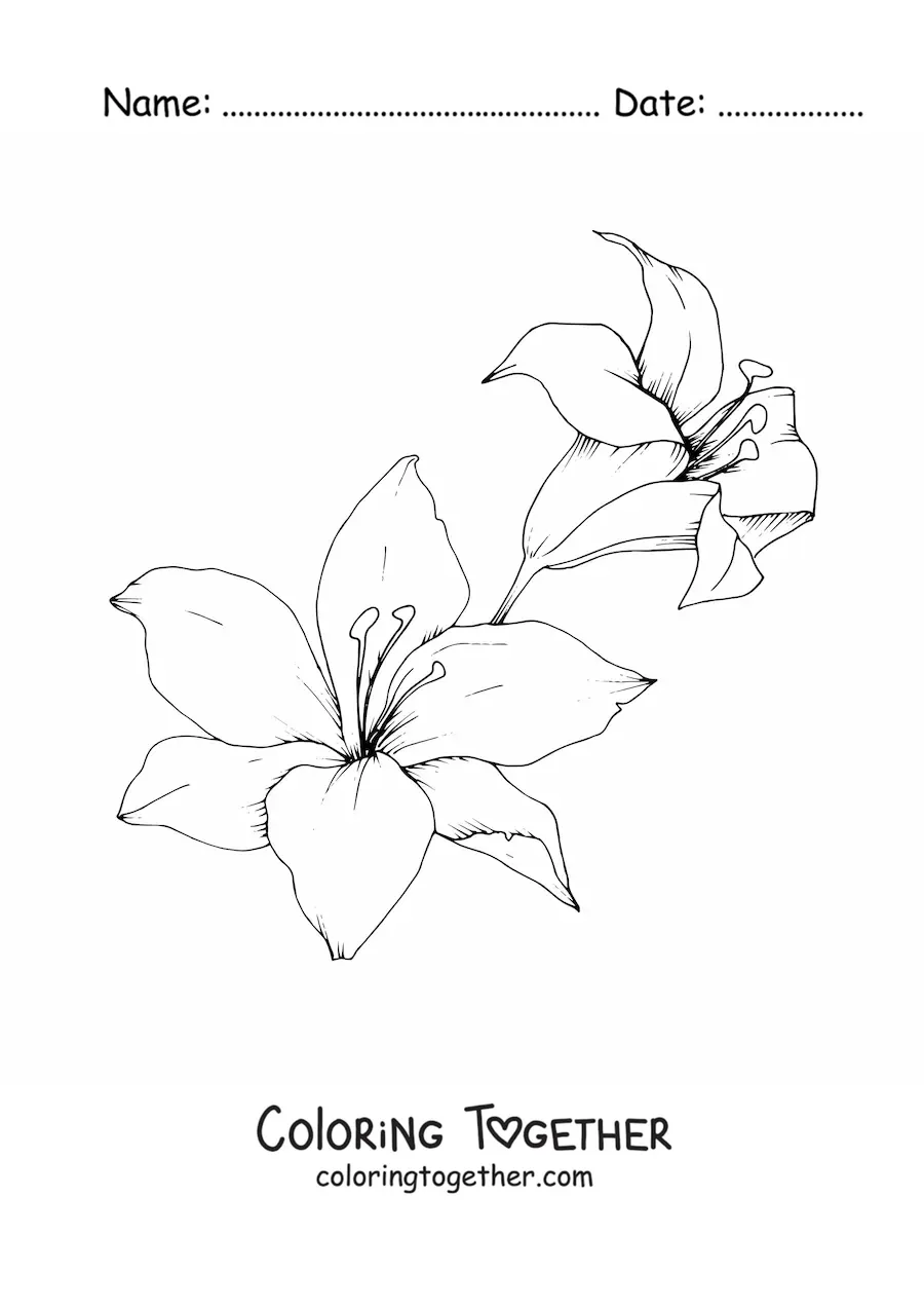 Coloring page of two large lilies