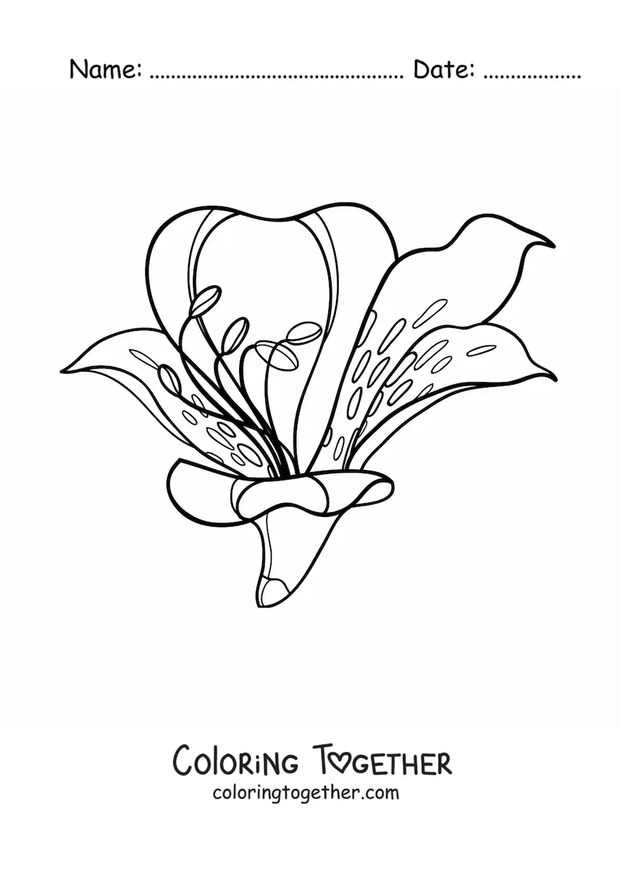 Coloring page of a large lily