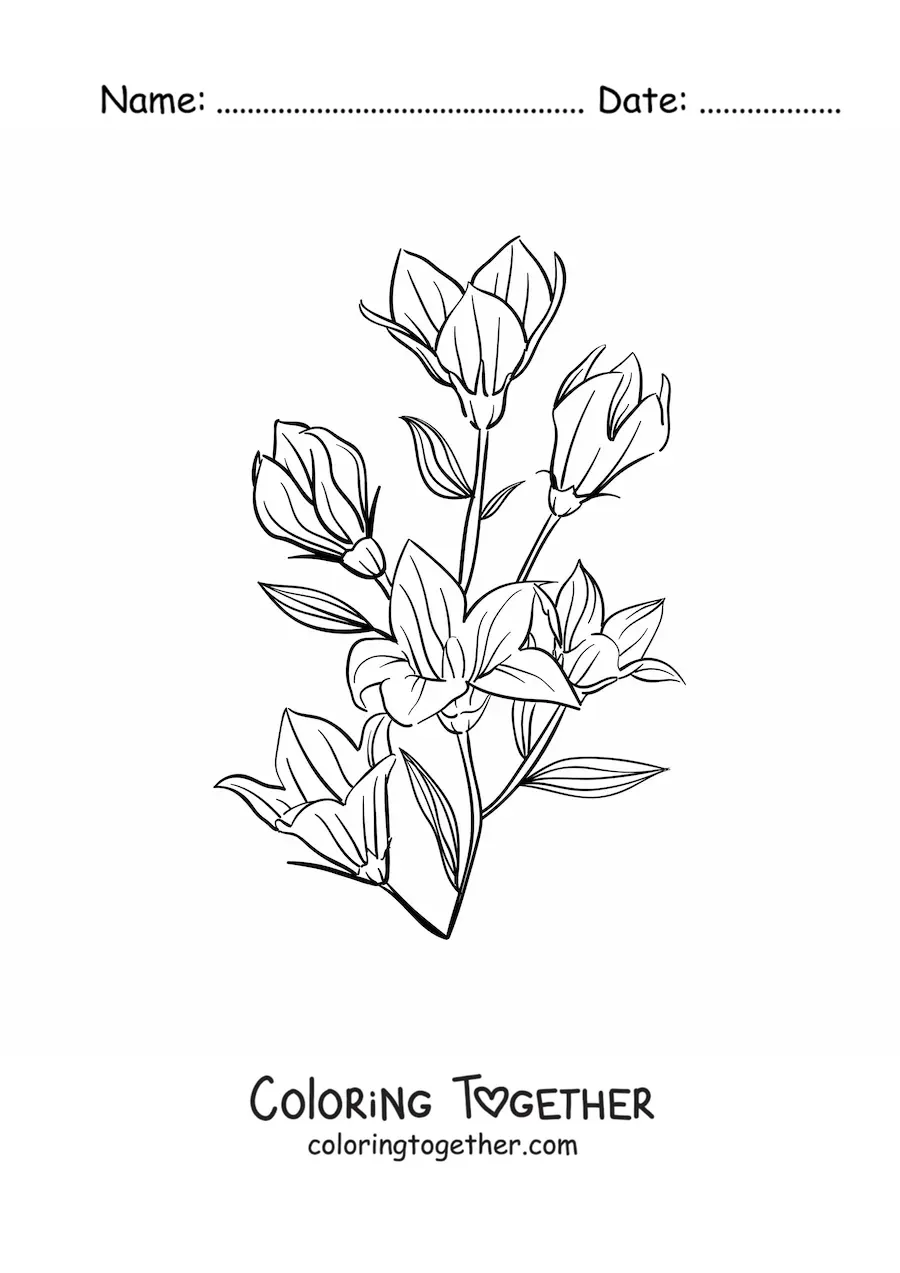 Coloring page of several lilies with leaves