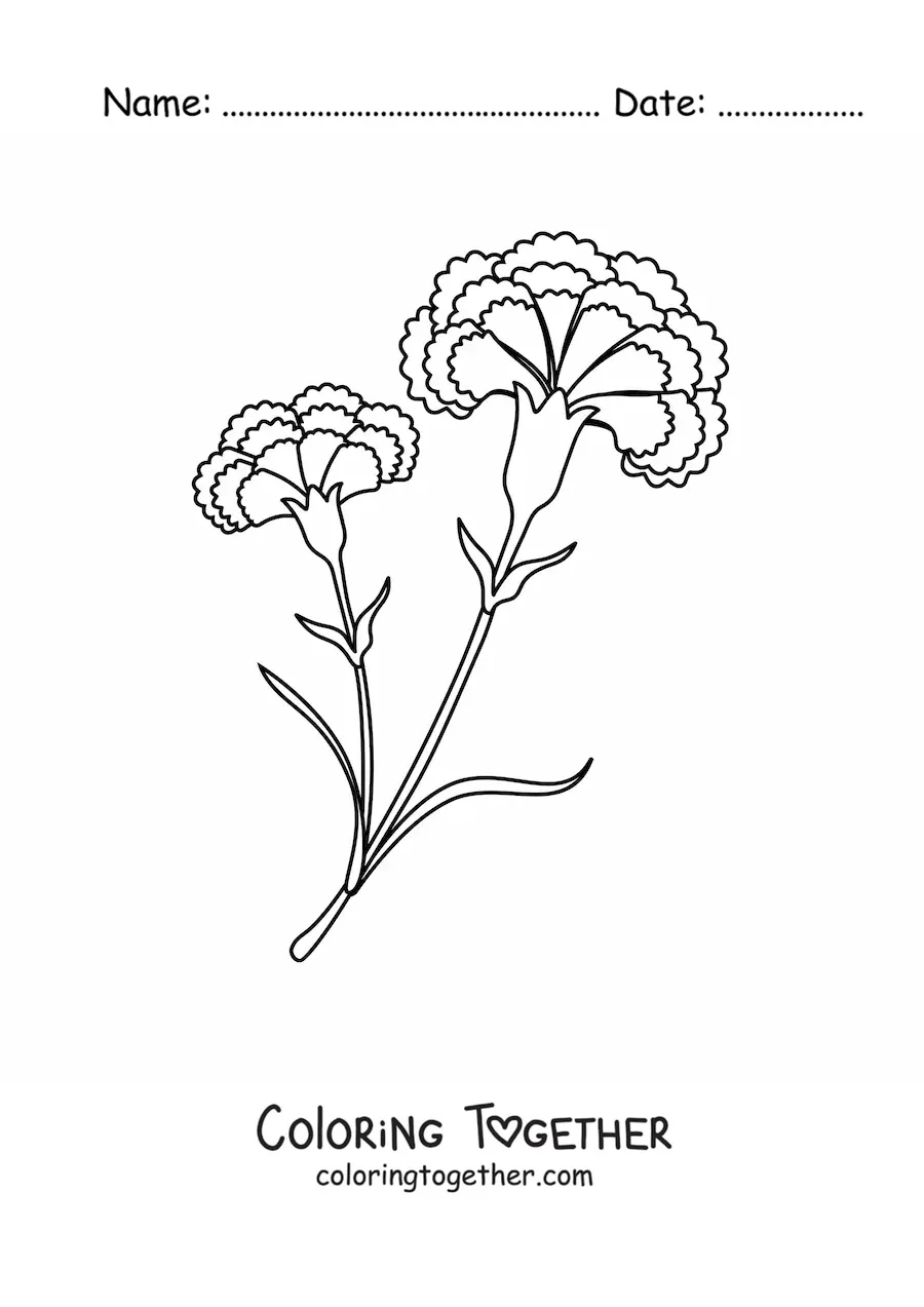 Coloring page of two beautiful carnations