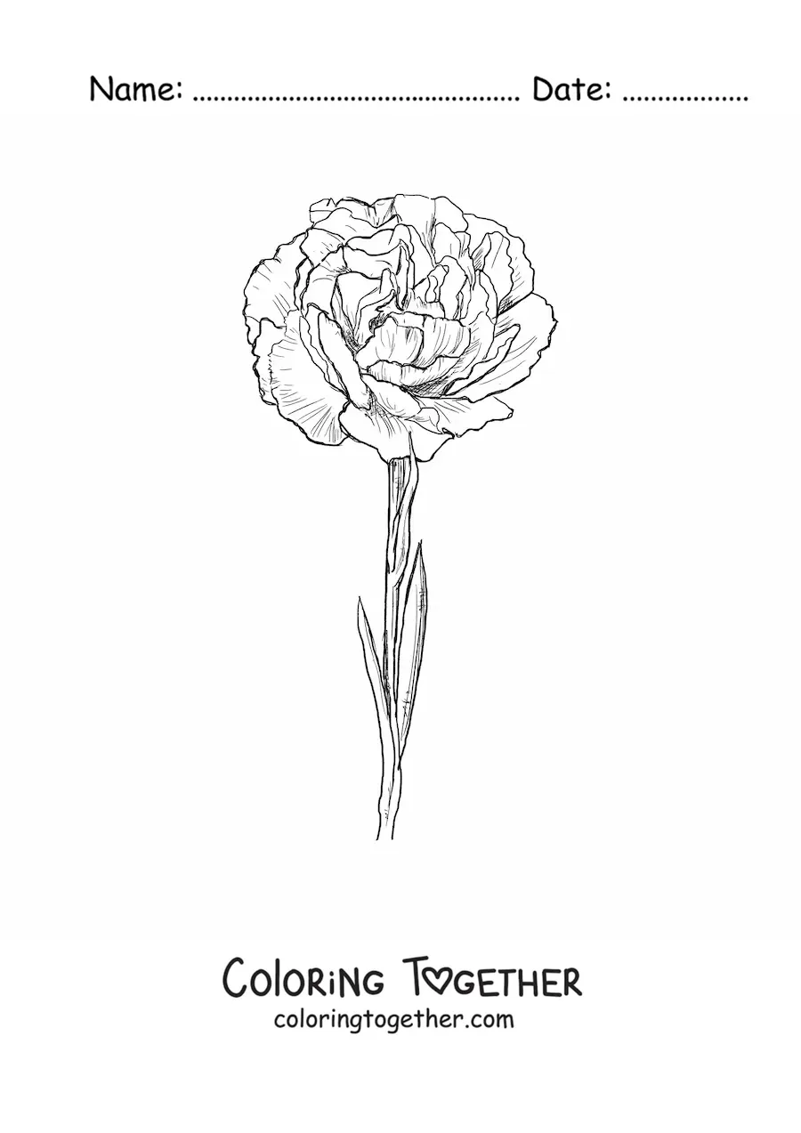 Coloring page of a realistic carnation
