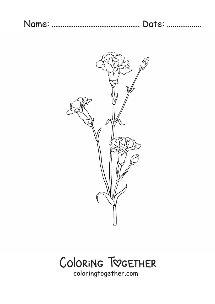 Coloring page of three small carnations