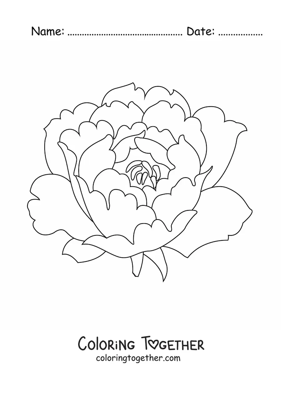 Coloring page of a large carnation