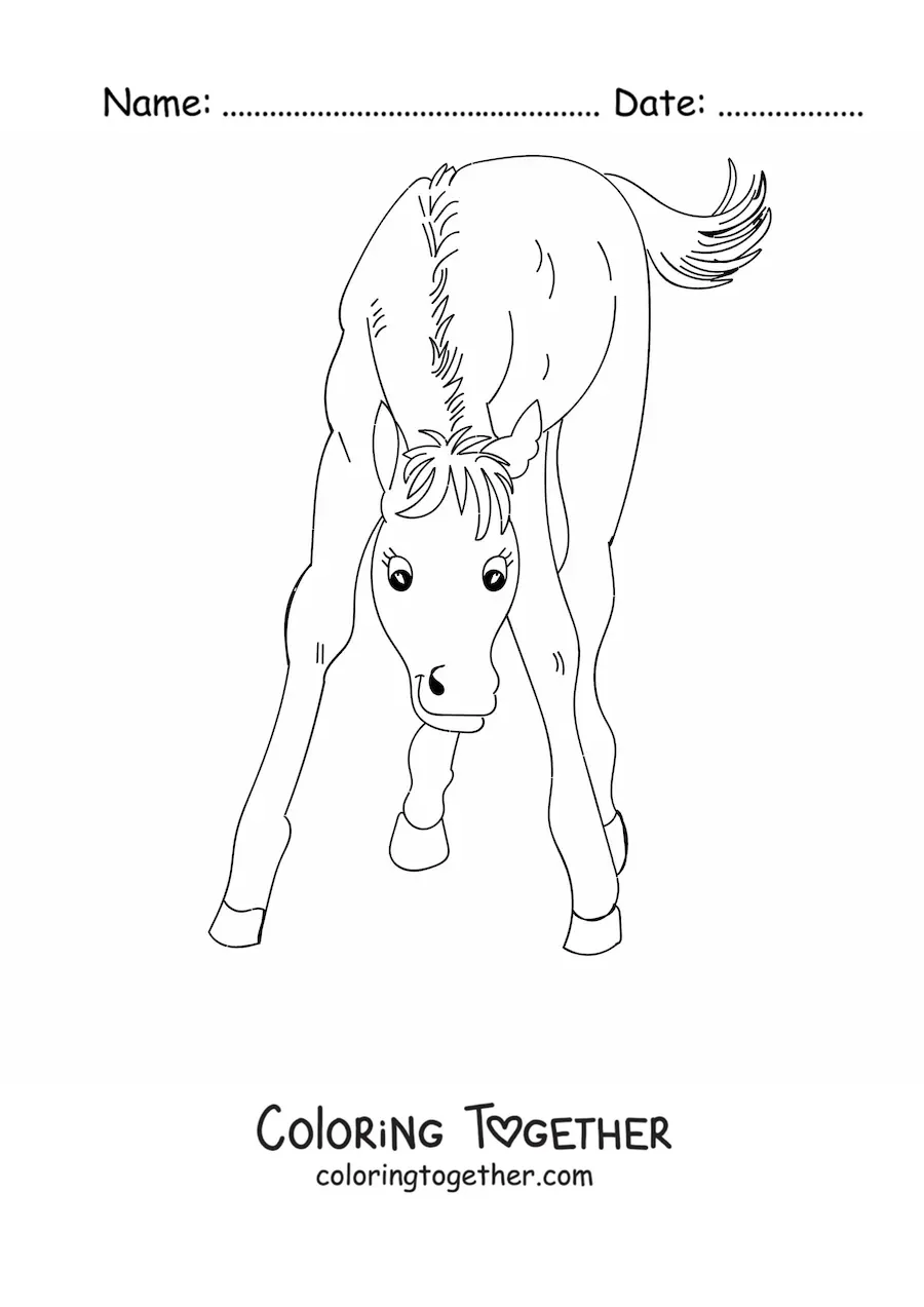 Coloring page of a foal looking straight ahead