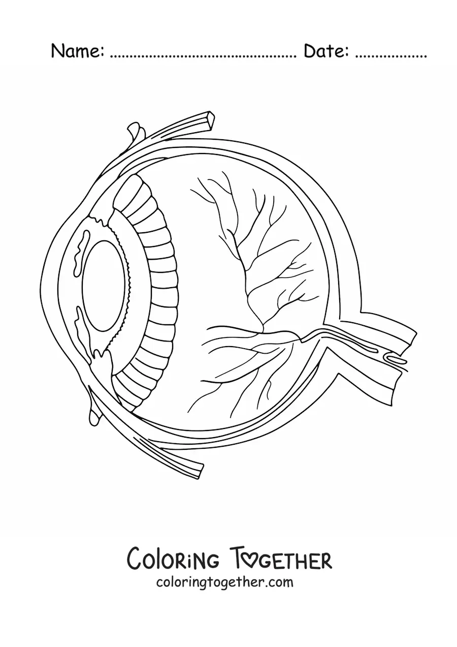 Coloring page of a cross section of a human eye showing its different parts