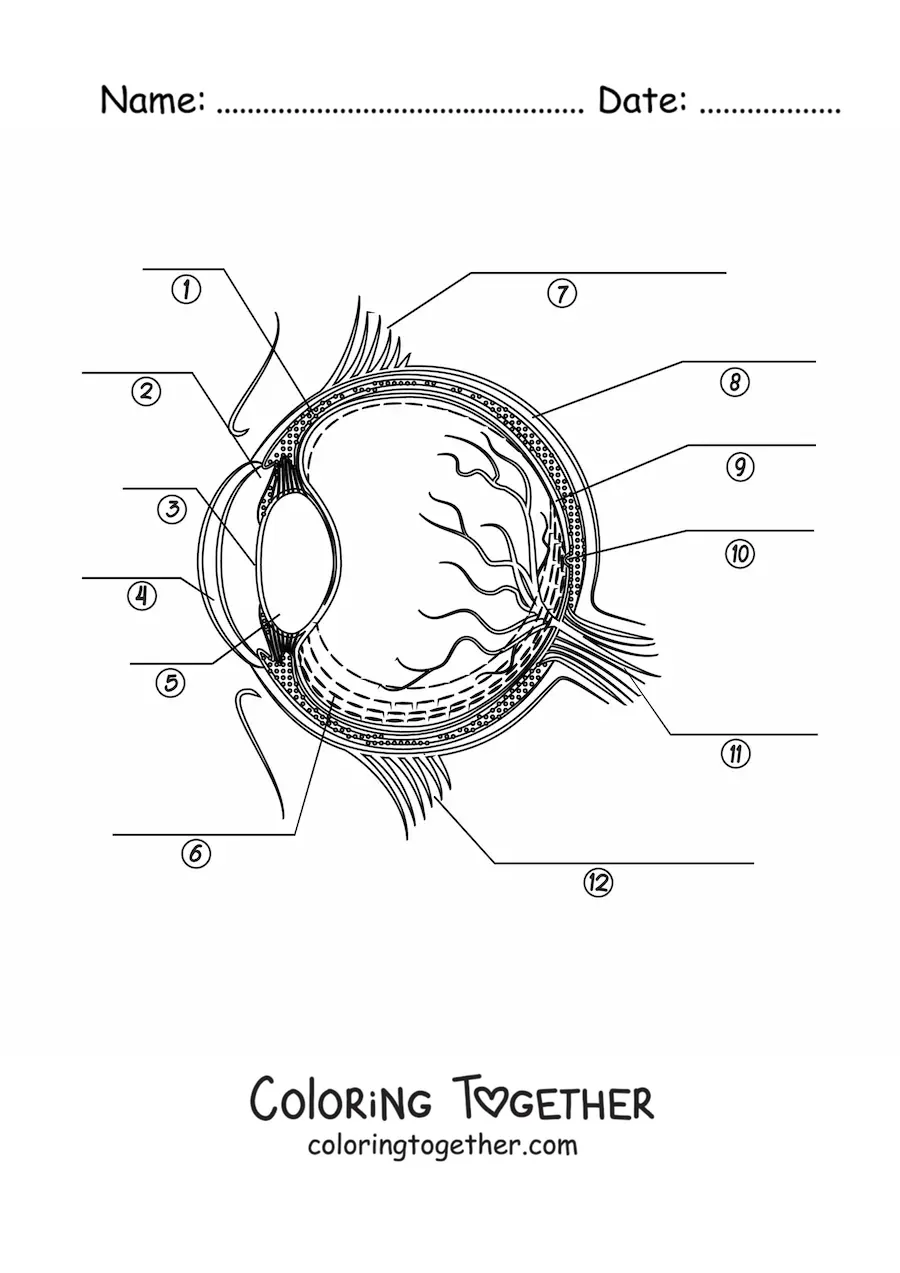 Coloring page of a cross section of a human eye with arrows pointing to its different parts