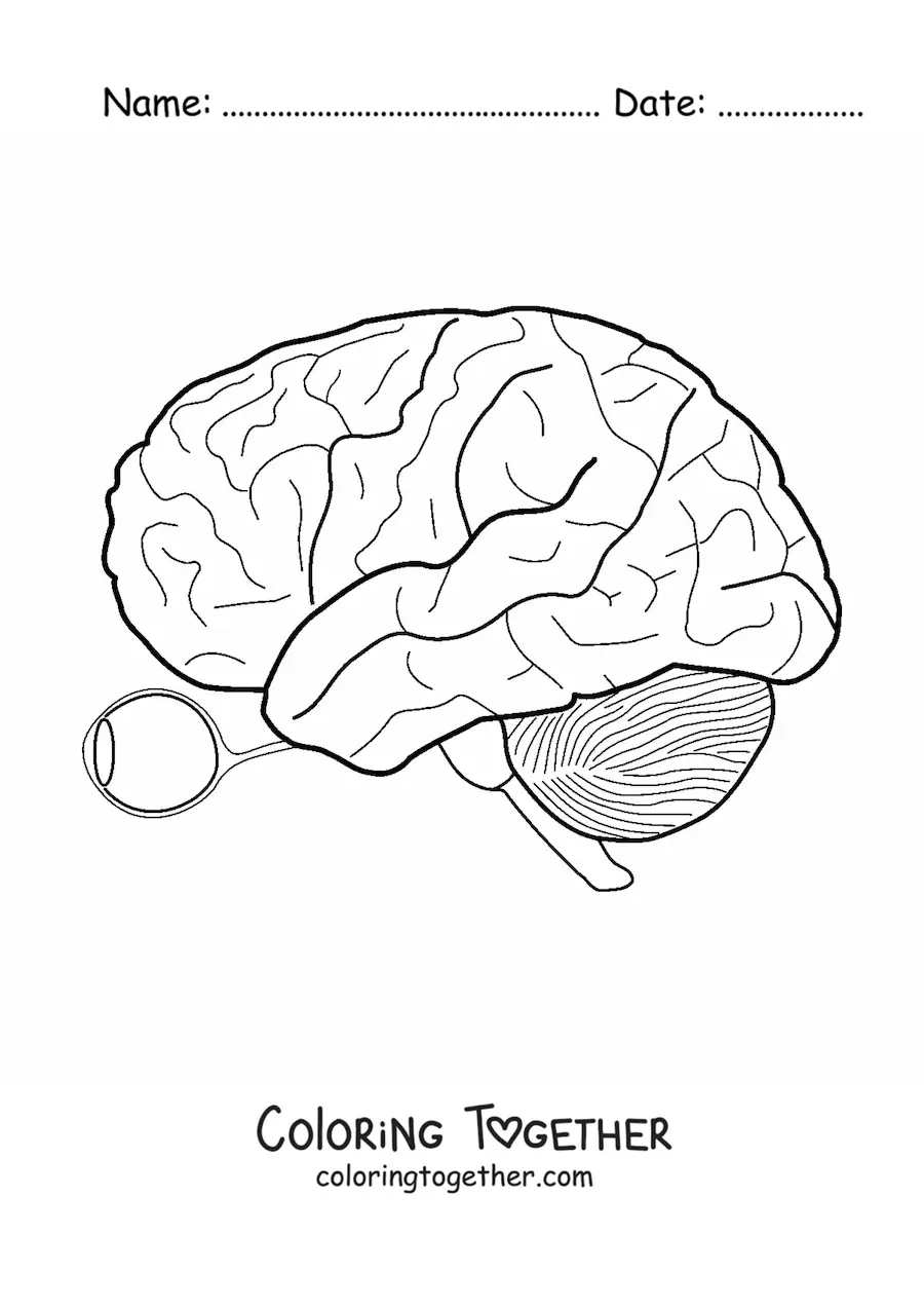 Coloring page of an eye and the optic nerve that connects it to the brain
