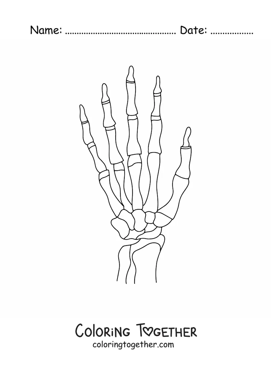 Coloring page of the bones of the hand