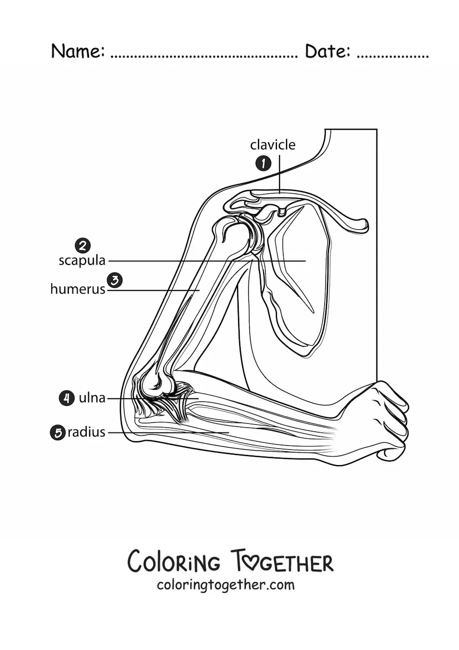 Coloring page of the parts of the arm