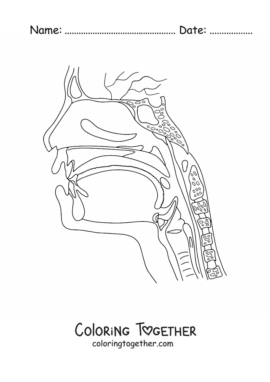 Coloring page of a cross-section of the head showing the anatomy of the throat and nose