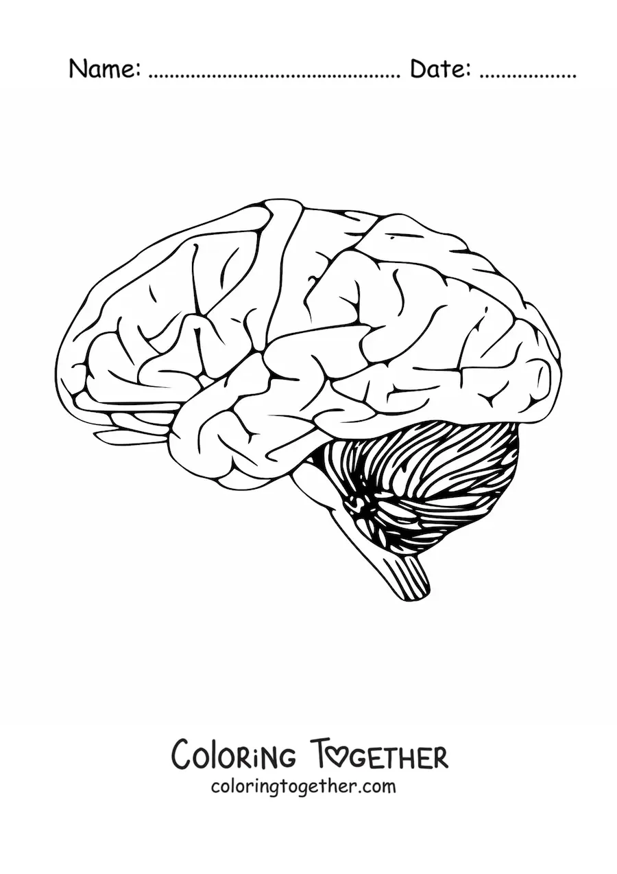Coloring page of a brain seen from the side