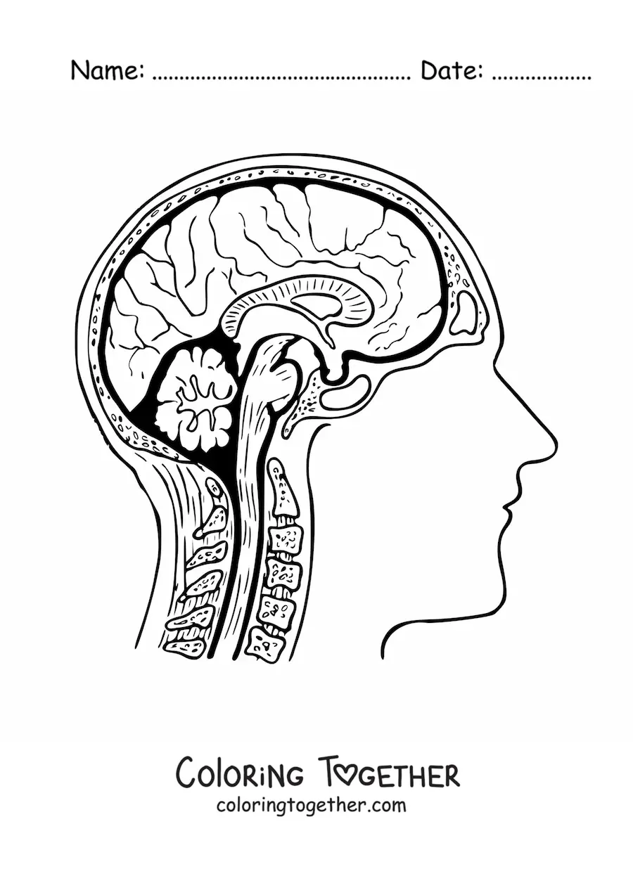 Coloring page of a cross-section of the brain showing its anatomy and its parts